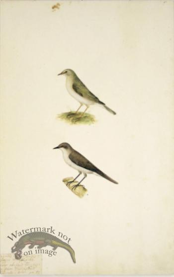 57 Swedish Birds . Motacilla (Wagtail)
